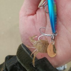 渋い中にも何とかボウズ回避