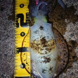 仕事終わりエギング