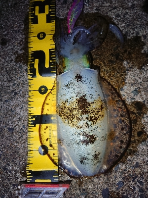 仕事終わりエギング