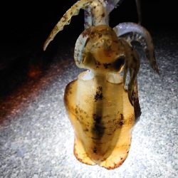 夜な夜なエギング&青物調査