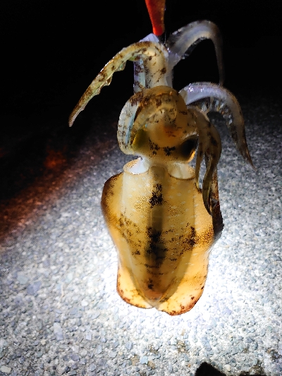 夜な夜なエギング＆青物調査