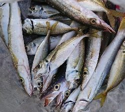 ライト五目で爆釣