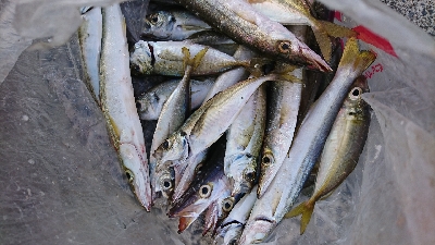 ライト五目で爆釣