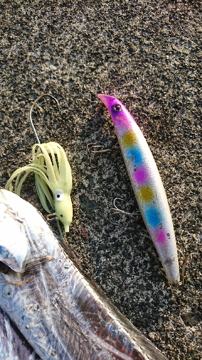 休みはタチウオ