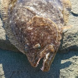 初秋のショアジギング