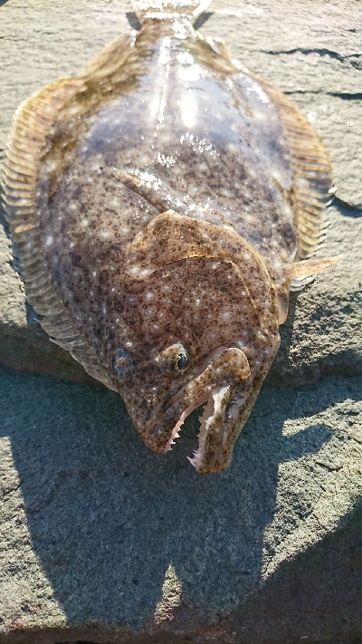 初秋のショアジギング