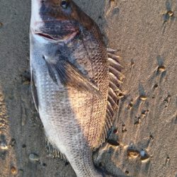 サーフでいろいろ釣れた