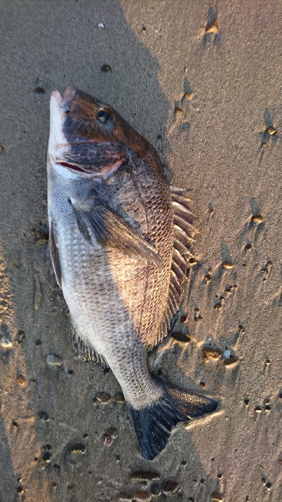 サーフでいろいろ釣れた