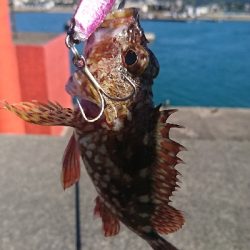 ショアジギング釣果