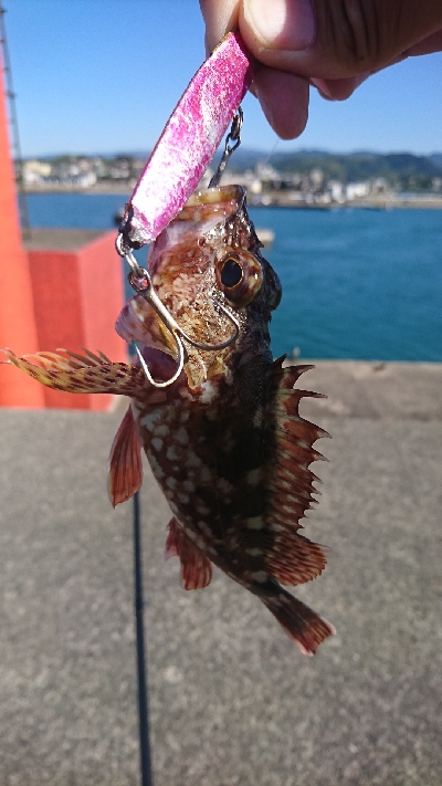 ショアジギング釣果