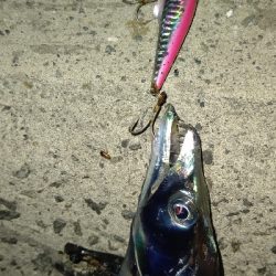 やっと今年初物が釣れました！！