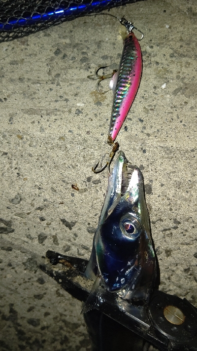 やっと今年初物が釣れました！！