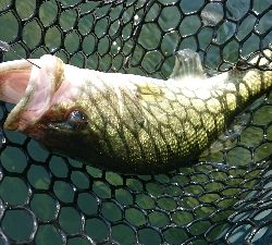 ウィードのアウトサイド