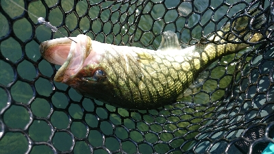 ウィードのアウトサイド