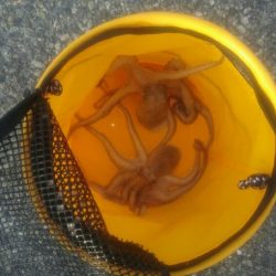 鉄板バイブでタコ