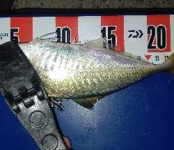 アジングでキジハタと本命♪