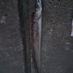 太刀魚超入れ食い