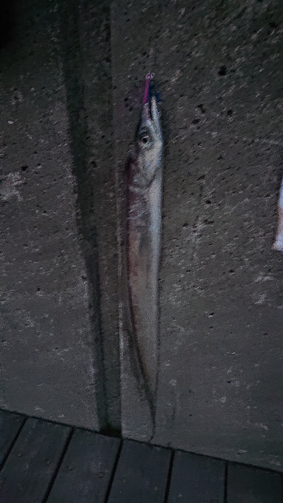 太刀魚超入れ食い