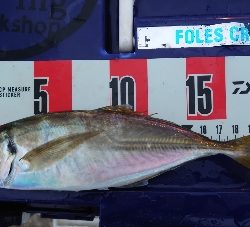 ヨッシャーええサイズやー