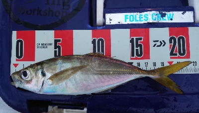 ヨッシャーええサイズやー