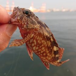 南港ガシリング