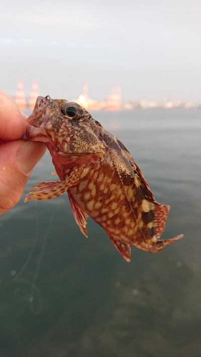 南港ガシリング