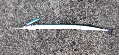 ヤズ(ブリの幼魚)が釣れた！