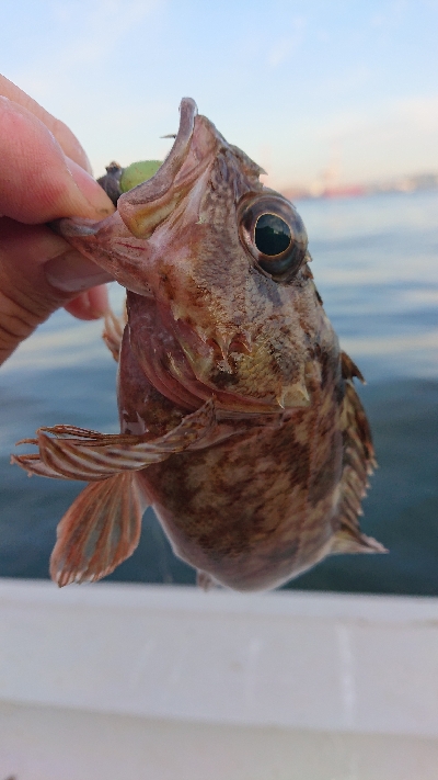 南港ガシリング