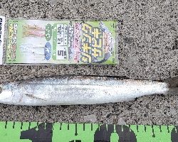 気温低下の中での釣果