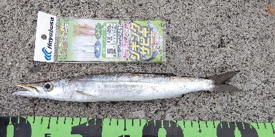 気温低下の中での釣果