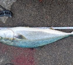 初のメジロ連発