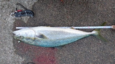 初のメジロ連発