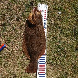 ナナマル座布団