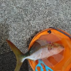 久しぶりの青物