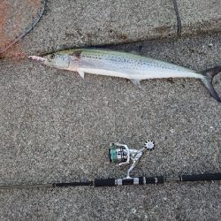 歯はサワラないで