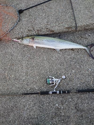 歯はサワラないで