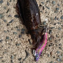 サイトエギング