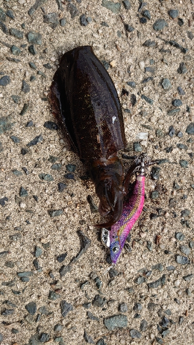 サイトエギング