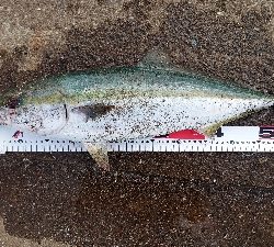 朝マヅメ不発、昼過ぎにメジロ