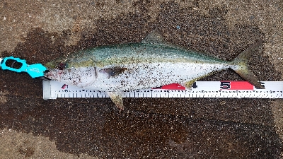 朝マヅメ不発、昼過ぎにメジロ