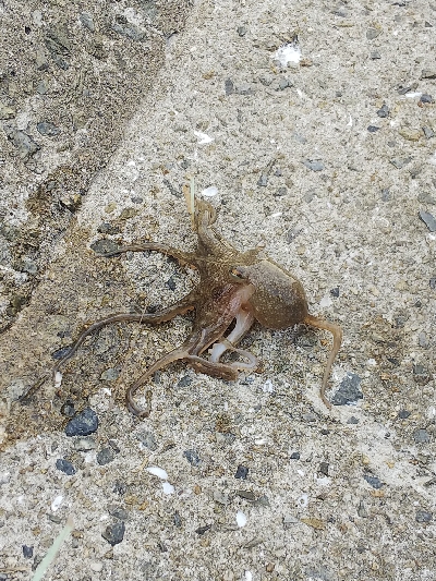 苅屋海岸のキス釣り