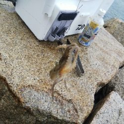 室津のキス釣り