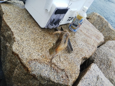 室津のキス釣り