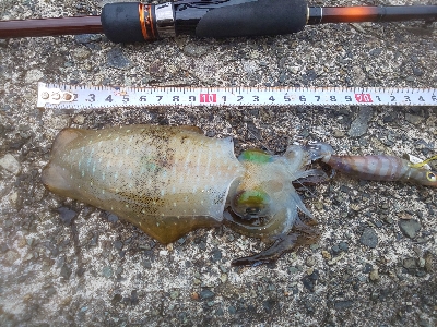 本当に秋イカか？