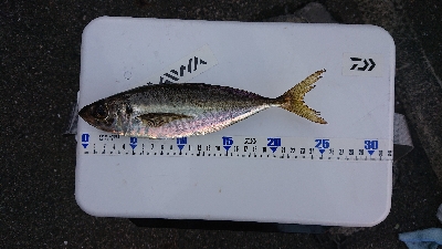 アジングからの青物