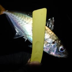 なかなかのサイズ