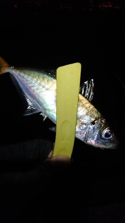 なかなかのサイズ