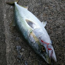 ようやく湾奥にも秋が