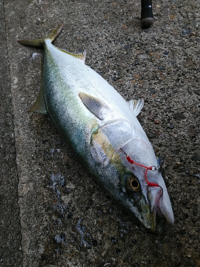 ようやく湾奥にも秋が