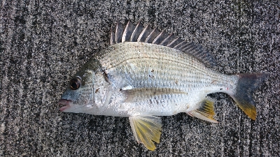 やっぱり上げが釣れる